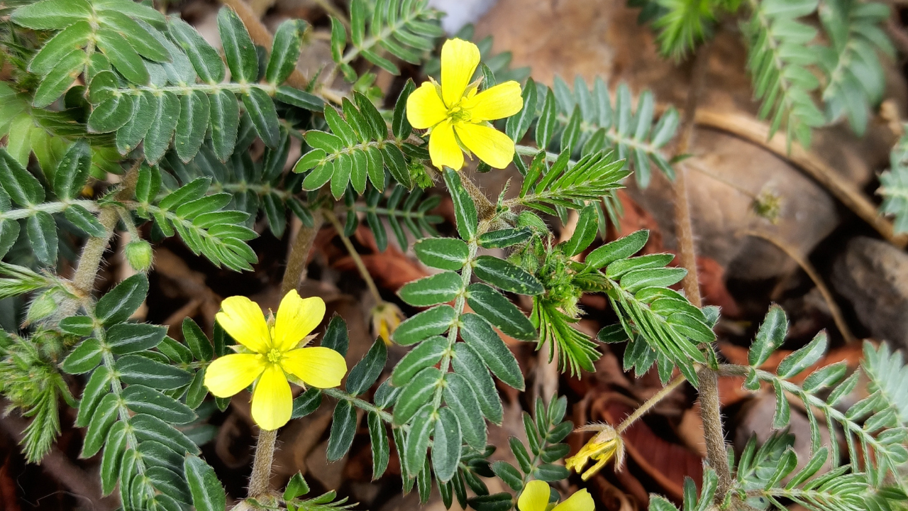 tribulus terrestris